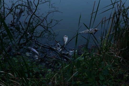 Dead fish line trash-littered shoreline of stagnant Kansas lake following extreme summer heat, severe drought, oxygen depletion, low water levels