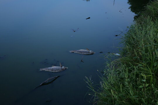 Dead fish line trash-littered shoreline of stagnant Kansas lake following extreme summer heat, severe drought, oxygen depletion, low water levels