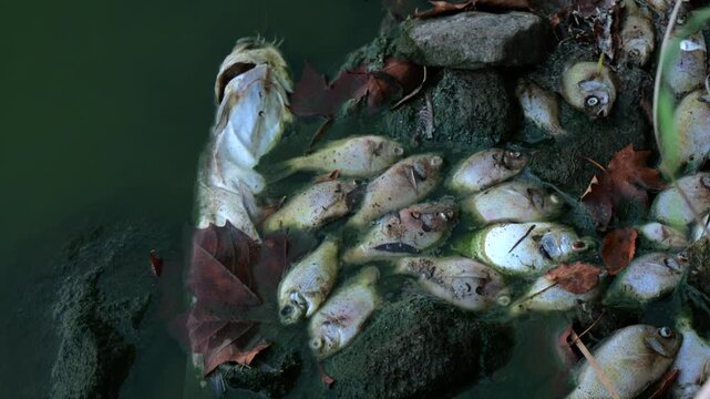 Dead fish line trash-littered shoreline of stagnant Kansas lake following extreme summer heat, severe drought, oxygen depletion, low water levels