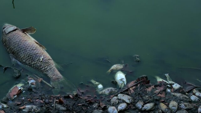 Dead fish line trash-littered shoreline of stagnant Kansas lake following extreme summer heat, severe drought, oxygen depletion, low water levels