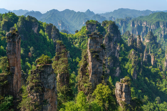 Sandstone pillars at the top of Yuanjiajie in Zhangjiajie National Forest Park on a spring day, Wulingyuan District, Zhangjiajie City, Hunan Province, China