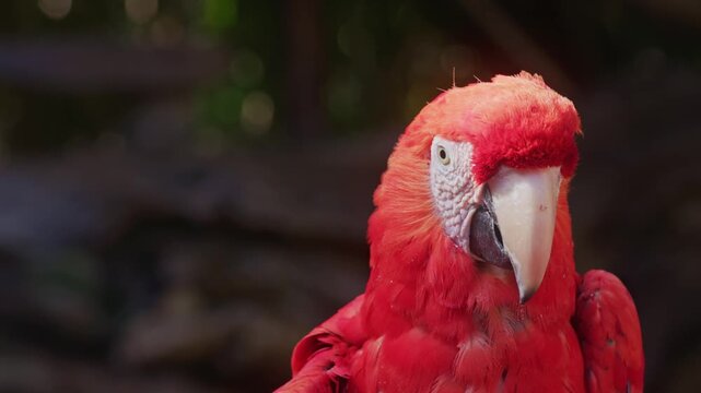 Close up portrait of a scarlet macaw parrot with vibrant red feathers and green bokeh background