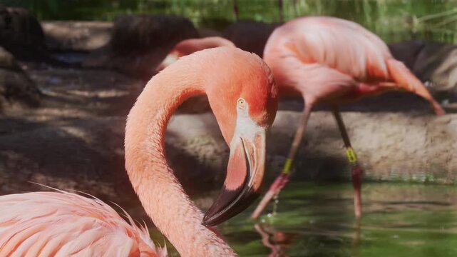Close-up of a pink flamingo head with s-curved neck resting near water