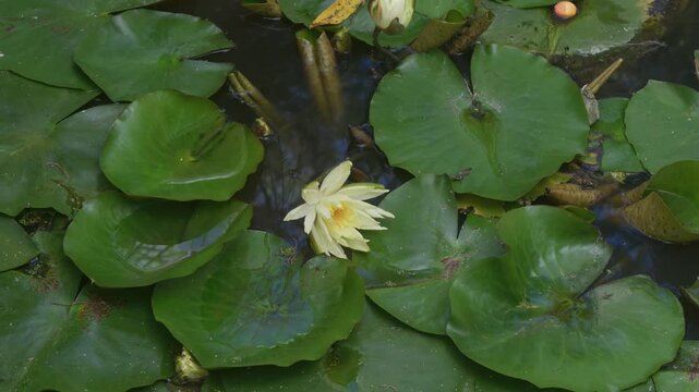 Yellow water lily blooming among green lily pads in a serene pond