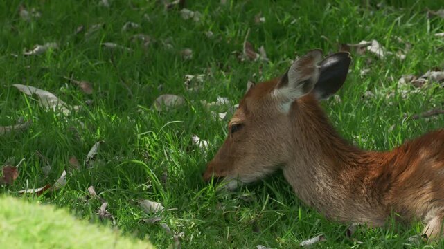 Young spotted fallow deer lying down peacefully on grass outdoors