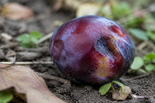 A close-up of a ripe plum on the ground with purple-red skin.