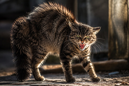 A cat with arched back hissing, with dramatic side lighting.