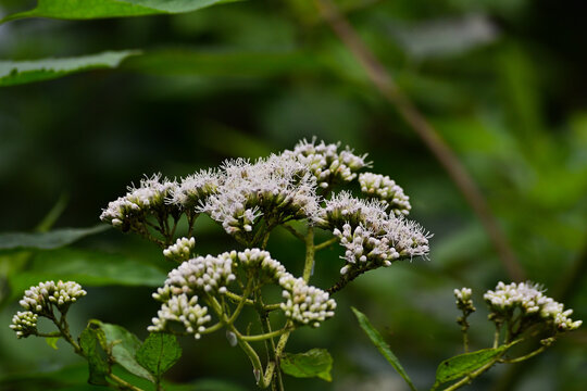 Side view of Eupatorium Fortunei flower. nature, natural. eco, ecology, environment. copy space, empty, free, negative, text, design. green leaves. day. jungle, forest. life. close up, front. Flat-top