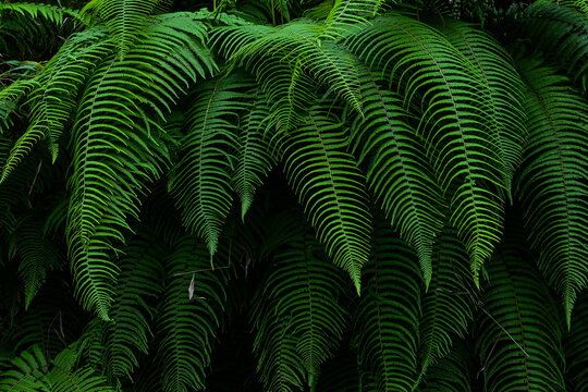 Fern, Polypodiopsida L. in the forest. The diverging leaves of the fern form a bush. side view, front. nature, natural. eco, ecology. environment. background, backgrounds. green. leaf. biology. green