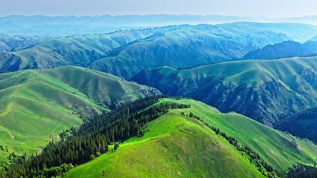 Aerial view of rolling green hills and deep valleys covered with lush spruce forests in Xinjiang, China