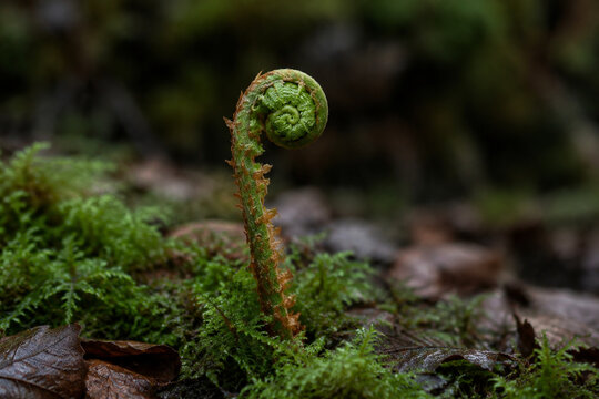 Involute fern fiddlehead in forest moss, growth and nature renewal concept
