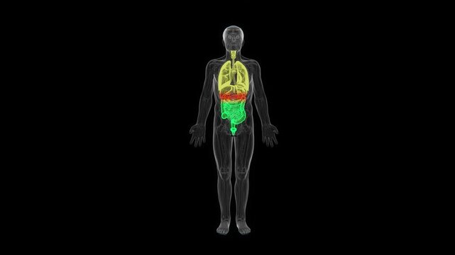 3D medical visualization of the human digestive and respiratory systems, highlighting the lungs, digestive tract, and internal organs xray in 4K UHD