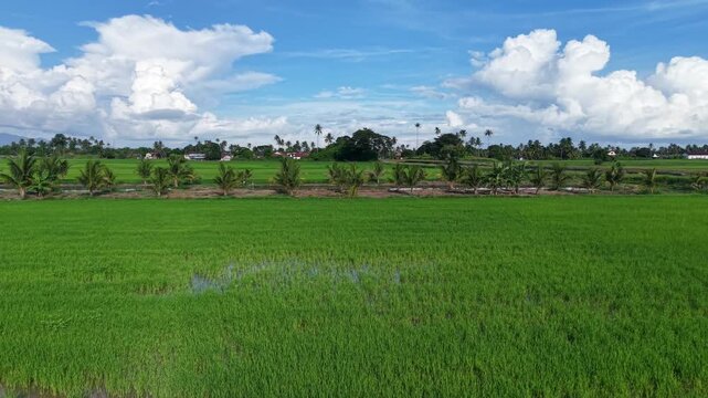 Vibrant green rice paddies under a bright blue sky. Palm trees dot the landscape at Penaga, Penang