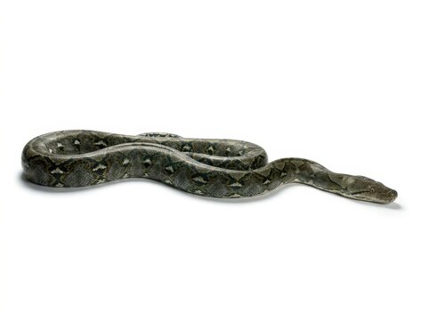 Reticulated Python on White Background