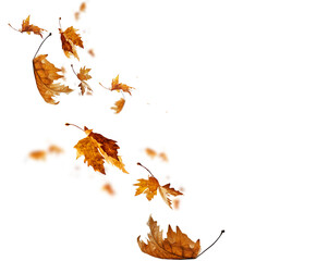 leaf leaves isolated autumn winter season background falling fall platanus tree wid air w