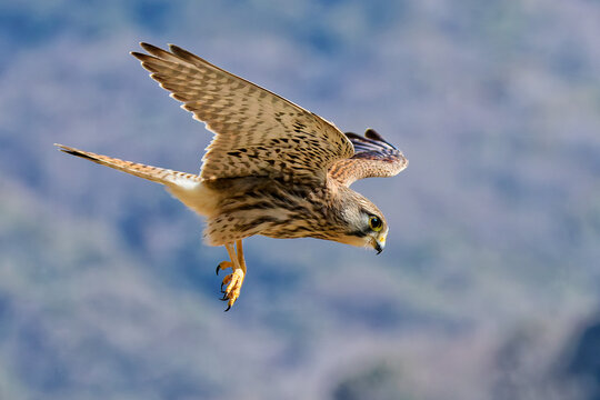 獲物を見つけたチョウゲンボウ(Common Kestrel)の雌