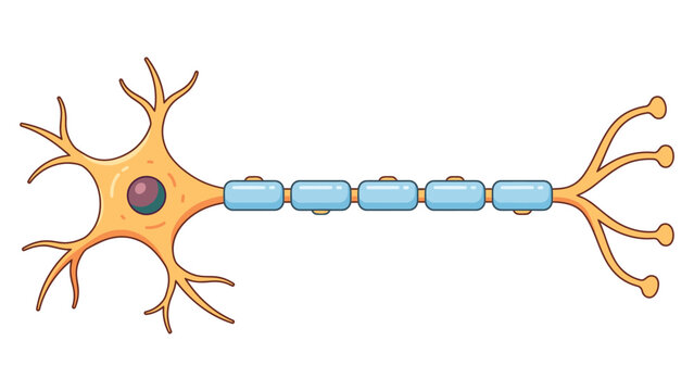 Premium medical vector illustration of a human nerve cell with nervous system cell structure human body myelin sheath neuron function anatomy chart medical art biology as transparent PNG