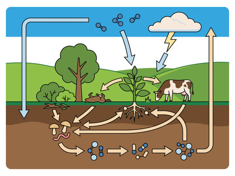 Premium nitrogen cycle educational infographic showing natural ecosystem processes on transparent background