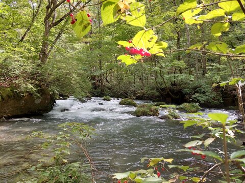 緑の奥入瀬渓流