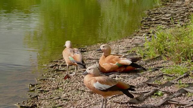 Group of Ruddy Shelducks on the shore of a pond in a city park