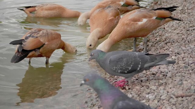 Ruddy shelducks and a rock dove drinking water at a pond shore