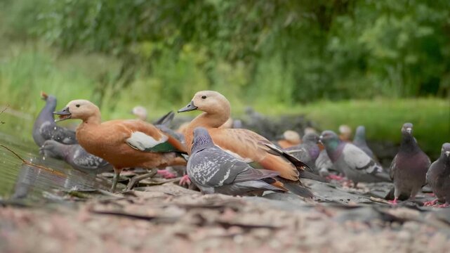 Ruddy Shelducks and Pigeons Gathering by a Pond in a City Park