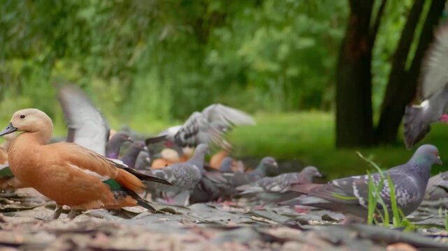 Ruddy shelduck and pigeons feeding in a city park