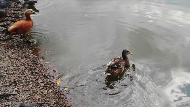 A wild duck with a GPS tracking device swimming in a pond near a shore with a ruddy shelduck
