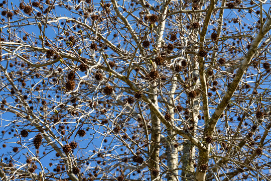 Bare tree branches hold clusters of brown pinecones