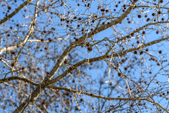 Bare branches twist against a crisp blue sky