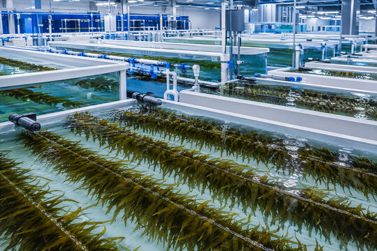Seaweed Hatchery Tanks With Young Kelp