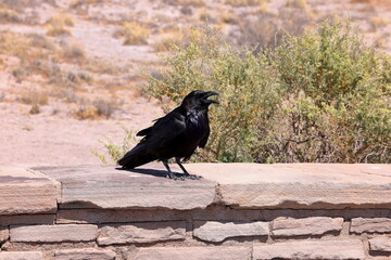 Obraz premium Raven in Petrified Forest National Park, a natural attraction place with many petrified tree trunks and fossils, in Arizona, USA.