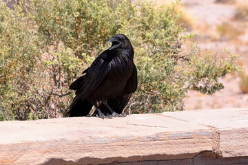 Obraz premium Raven in Petrified Forest National Park, a natural attraction place with many petrified tree trunks and fossils, in Arizona, USA.