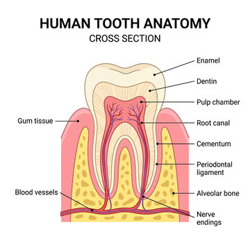 Human Tooth Anatomy Cross Section Showing Enamel, Dentin, Pulp Chamber, Root Canal and Periodontal Structures