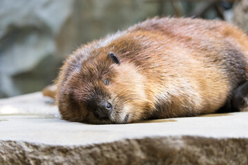 The North American beaver (Castor canadensis) is sleeping on a rock. © officek