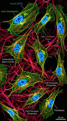 Fototapeta premium Fibroblast cells producing collagen fibers in a microscopic view of connective tissue