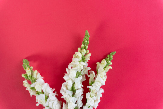 White flowers stand tall against a bold red backdrop. Petals form a soft, elegant cluster. Green stems rise from clustered blooms.
