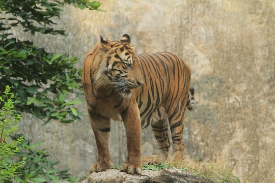 A sumatran tiger stands calmly on the rocks, gazing at its surroundings