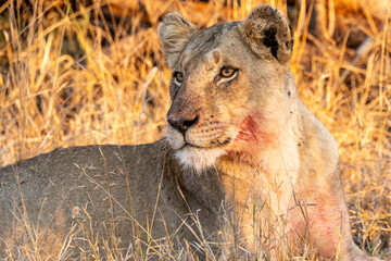 Lion 4 © Scott