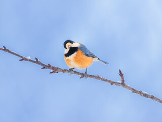 Curious Varied Tit (Sittiparus varius) tilting head on a branch with a minimalist blue sky background © PhotoerNgo