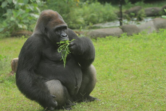 A silverback gorilla sits calmly in the grass, eating vegetables