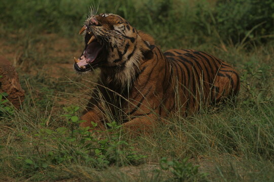 A sumatran tiger is seen lying on the grass while roaring