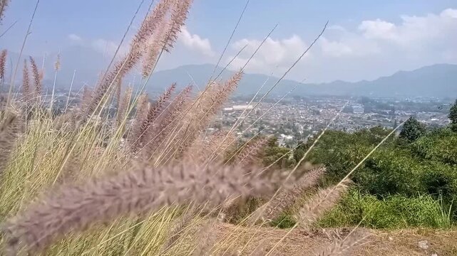 Scenic view of a city landscape nestled in a valley surrounded by majestic mountains under a clear blue sky, capturing fluffy wild fountain grass gently swaying in the wind in the foreground, perfect 