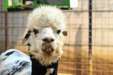 Fototapeta premium A Black and White Alpaca with a Messy Mane in a Farm Pen