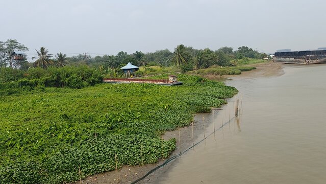 Cargo barges and water hyacinth along the Musi River in Palembang, Indonesia