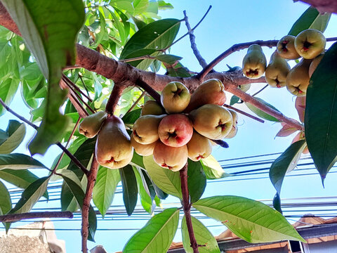 The Jamaican apple tree bears an abundance of fruit; the unripe fruits can be seen growing in clusters, attached to its branches.