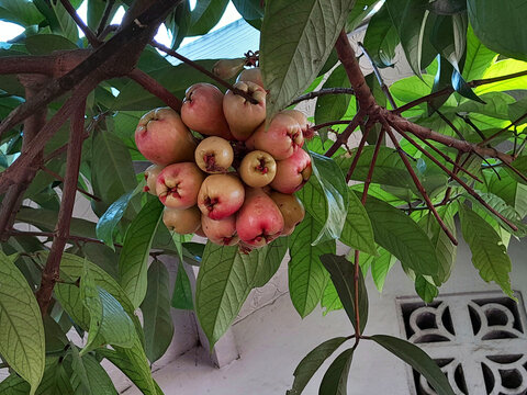 The Jamaican apple tree bears an abundance of fruit; the unripe fruits can be seen growing in clusters, attached to its branches.