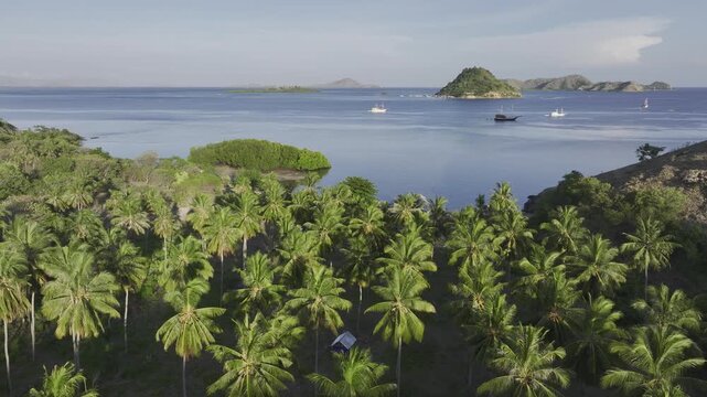 Aerial view of the tropical rainforest and palm trees of the Komodo East Nusa Tenggara Islands, Indonesia