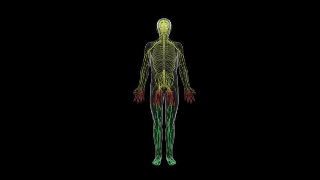 3D medical visualization of the human nervous system showing the brain, spinal cord, and extensive network of nerves distributed throughout the body against a dark background 4K UHD