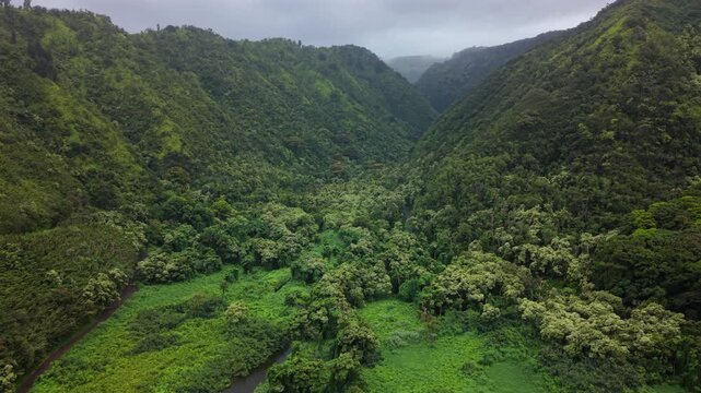 Aerial view of a deep tropical valley on Maui in Hawaii USA with dense green rainforest canopy covering steep ridges a winding stream on the valley floor and low mist drifting under cloudy sky.